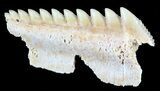 Fossil Cow Shark (Hexanchus) Tooth - Morocco #50526-1